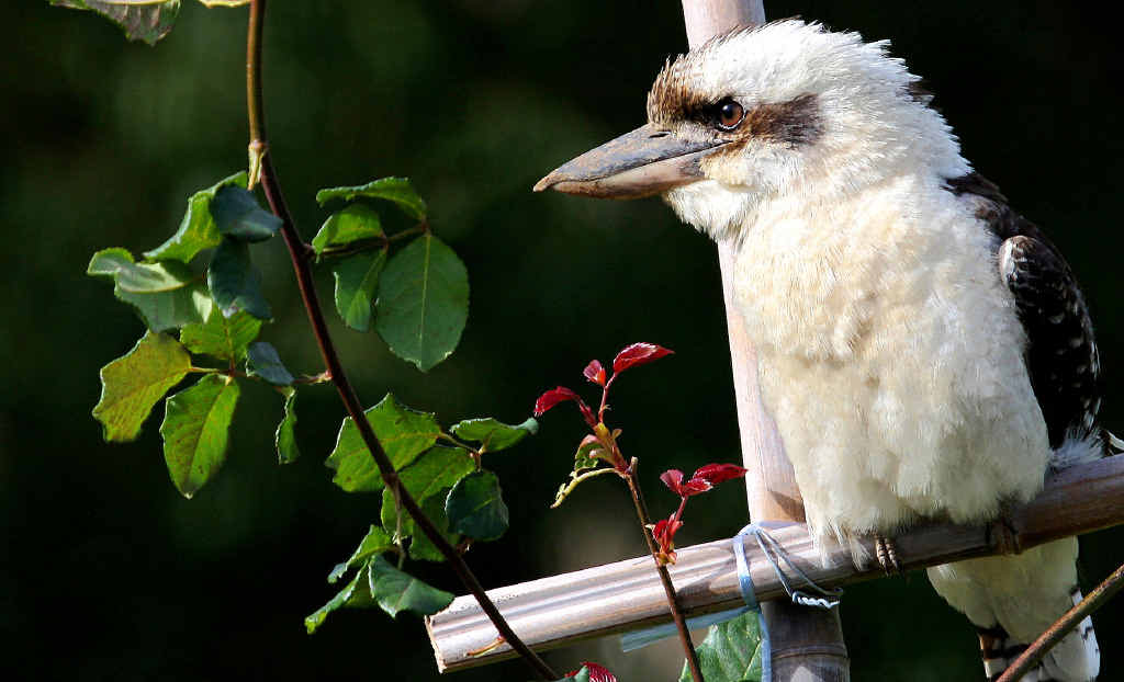 HOME SWEET HOME: Tree lopper Pete Bedford installs a nesting box for kookaburras in Wollongbar. HOME SWEET HOME: Tree lopper Pete Bedford installs a nesting box for kookaburras in Wollongbar.